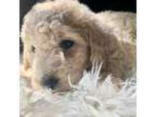 Goldendoodle Puppy for sale in Quicksburg, VA, USA
