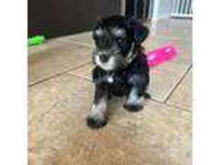 Mutt Puppy for sale in Redlands, CA, USA