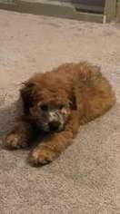 Soft Coated Wheaten Terrier Puppy for sale in Parkville, MD, USA