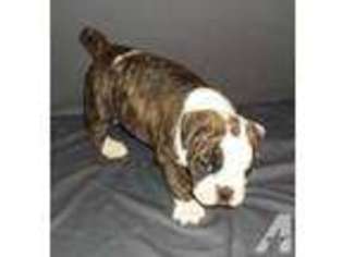 Olde English Bulldogge Puppy for sale in NEWBURG, MO, USA