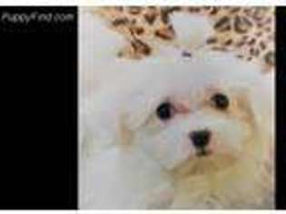 Maltese Puppy for sale in Bordentown, NJ, USA