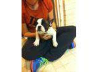 French Bulldog Puppy for sale in HUBBARD, TX, USA