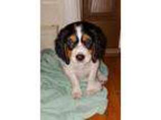 Brittany Puppy for sale in Fort Atkinson, WI, USA