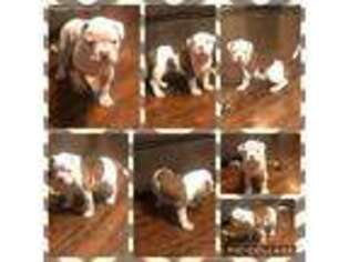 American Bulldog Puppy for sale in Columbia Station, OH, USA