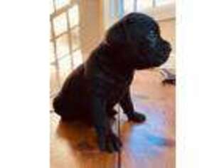 Cane Corso Puppy for sale in Eugene, OR, USA