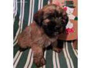 Soft Coated Wheaten Terrier Puppy for sale in Huntsville, OH, USA