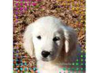 Golden Retriever Puppy for sale in Henderson, NC, USA