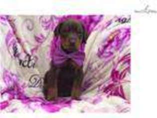 Doberman Pinscher Puppy for sale in Lancaster, PA, USA