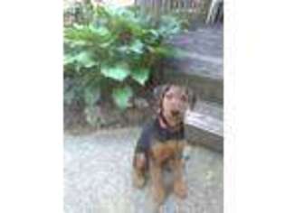 Airedale Terrier Puppy for sale in Birch Run, MI, USA