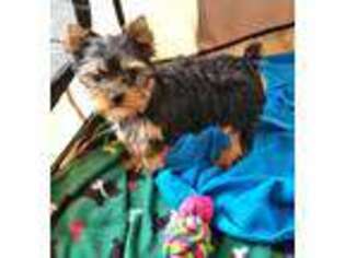 Yorkshire Terrier Puppy for sale in Mansfield, TX, USA