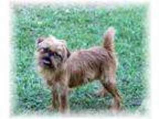 Brussels Griffon Puppy for sale in TERRY, MS, USA