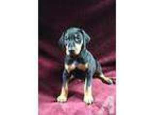 Doberman Pinscher Puppy for sale in FALLS CREEK, PA, USA