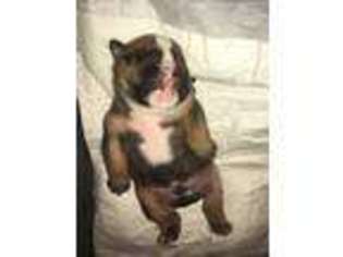 Bulldog Puppy for sale in Beeville, TX, USA