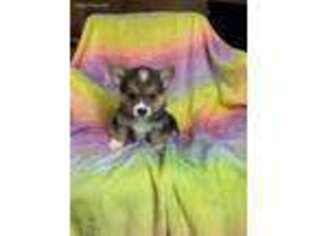 Pembroke Welsh Corgi Puppy for sale in Fort Myers, FL, USA