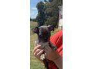 Mutt Puppy for sale in Falls Of Rough, KY, USA