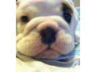 Bulldog Puppy for sale in SMITHFIELD, NC, USA