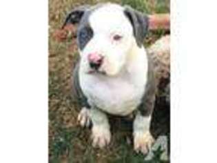 American Pit Bull Terrier Puppy for sale in WHITTIER, CA, USA