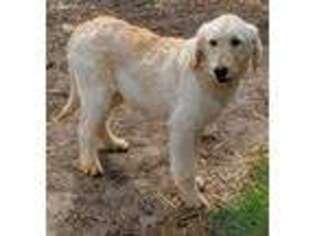 Labradoodle Puppy for sale in Highmore, SD, USA