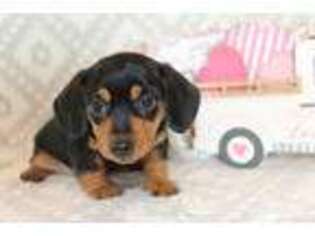 Dachshund Puppy for sale in Elkhart, IN, USA