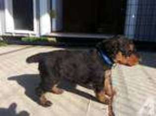 Airedale Terrier Puppy for sale in CROWN CITY, OH, USA