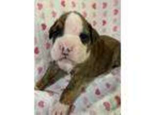 Boxer Puppy for sale in Troy, MO, USA