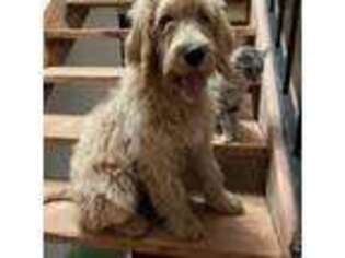 Goldendoodle Puppy for sale in Sunland, CA, USA