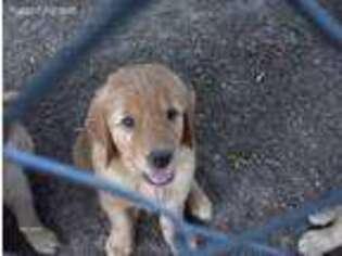 Golden Retriever Puppy for sale in Kingsport, TN, USA