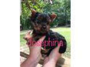Yorkshire Terrier Puppy for sale in Milburn, OK, USA