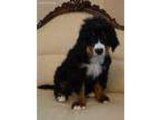 Bernese Mountain Dog Puppy for sale in Asheville, NC, USA