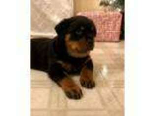 Rottweiler Puppy for sale in Odon, IN, USA