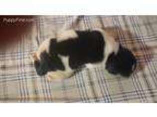Newfoundland Puppy for sale in Otsego, MI, USA