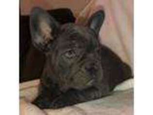 French Bulldog Puppy for sale in Cookeville, TN, USA