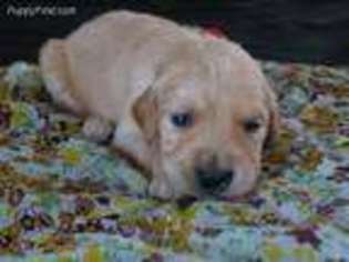 Mutt Puppy for sale in Cumberland, VA, USA