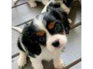 Cavalier King Charles Spaniel Puppy for sale in Fitzgerald, GA, USA