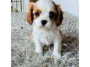 Cavalier King Charles Spaniel Puppy for sale in Seal Beach, CA, USA