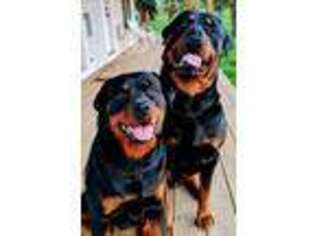 Rottweiler Puppy for sale in Scio, OR, USA