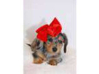 Dachshund Puppy for sale in Knoxville, TN, USA