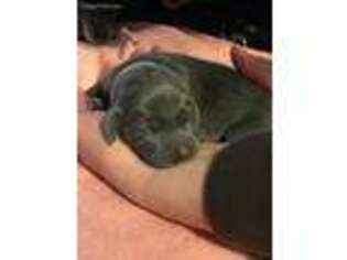 Weimaraner Puppy for sale in Independence, IA, USA