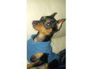 Miniature Pinscher Puppy for sale in Kerhonkson, NY, USA
