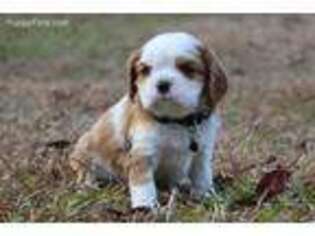 Cavalier King Charles Spaniel Puppy for sale in Kite, GA, USA