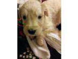 Goldendoodle Puppy for sale in Somerville, AL, USA