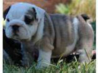 Bulldog Puppy for sale in Aledo, TX, USA