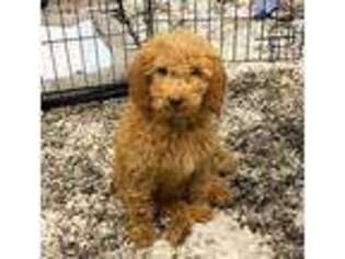 Goldendoodle Puppy for sale in Wilmington, IL, USA