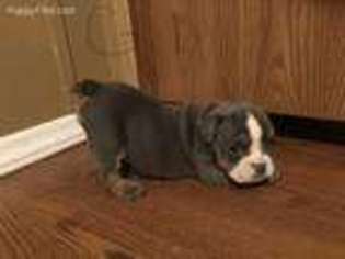 Bulldog Puppy for sale in Bokchito, OK, USA