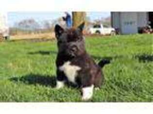Akita Puppy for sale in Dundee, OH, USA