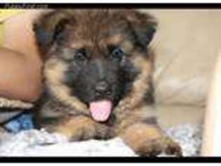 German Shepherd Dog Puppy for sale in Snow Camp, NC, USA
