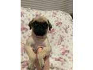 Pug Puppy for sale in Syracuse, NY, USA