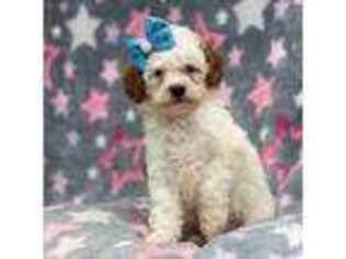 Cavapoo Puppy for sale in Muskegon, MI, USA
