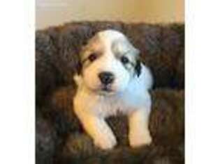 Great Pyrenees Puppy for sale in Tomales, CA, USA