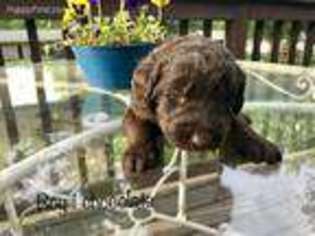 Labradoodle Puppy for sale in Stillwater, MN, USA